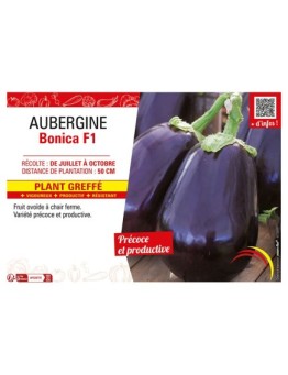 AUBERGINE BONICA F1 Plant greffé