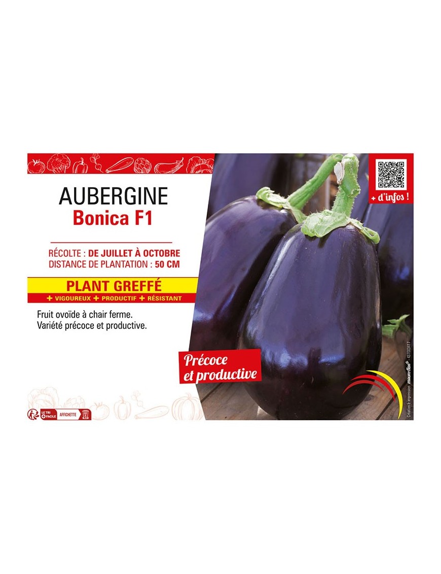 AUBERGINE BONICA F1 Plant greffé