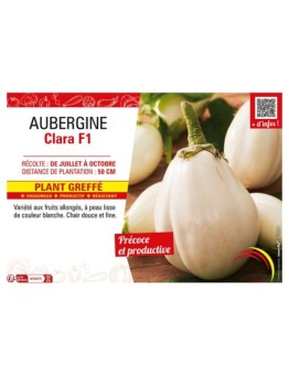 AUBERGINE CLARA F1 Plant greffé