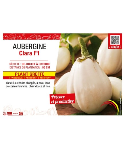 AUBERGINE CLARA F1 Plant greffé