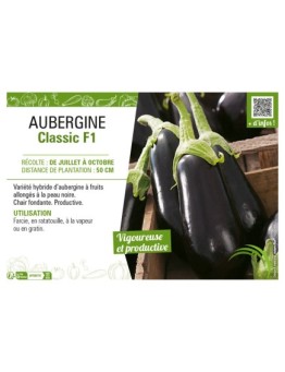 AUBERGINE CLASSIC F1
