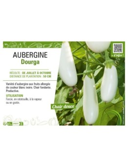 AUBERGINE DOURGA