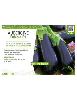 AUBERGINE FABIOLA F1