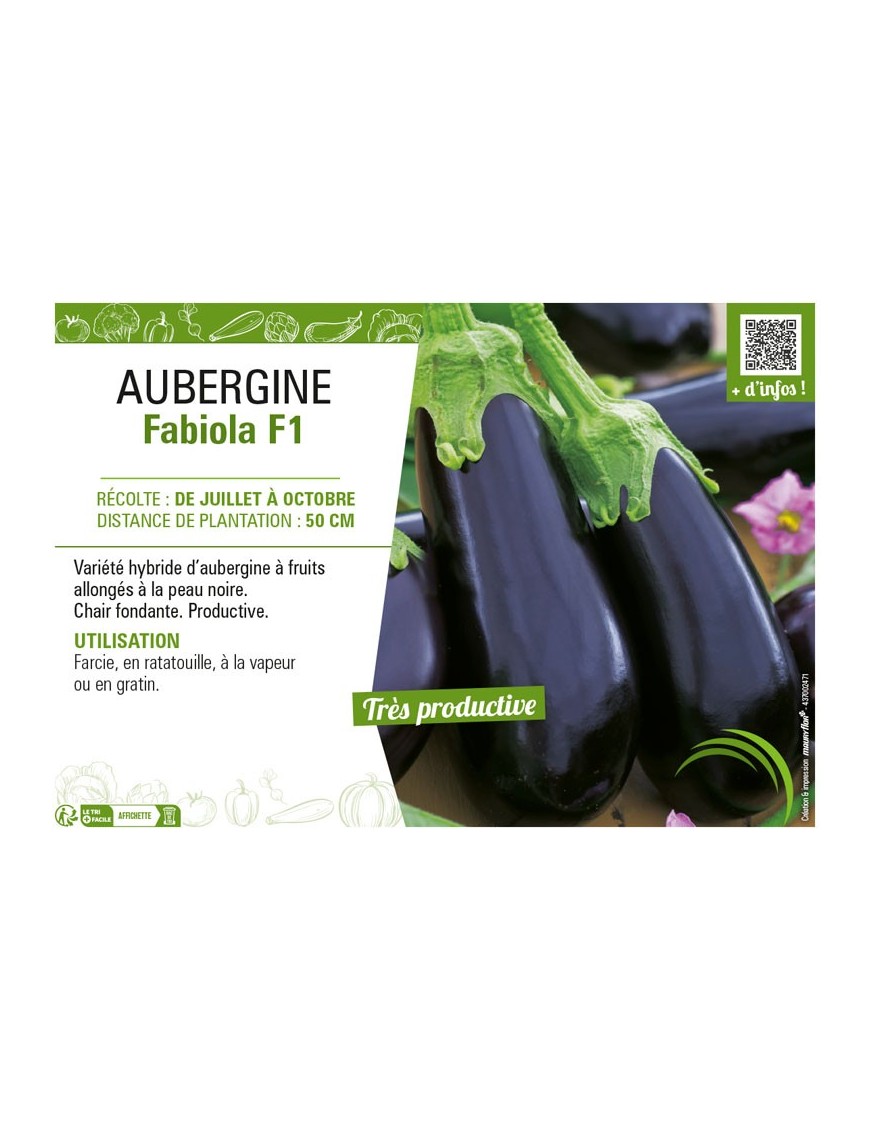AUBERGINE FABIOLA F1