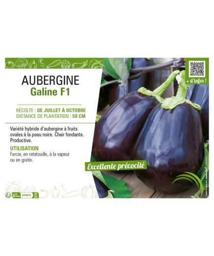 AUBERGINE GALINE F1