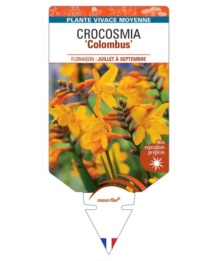 CROCOSMIA (crocosmiiflora) Colombus