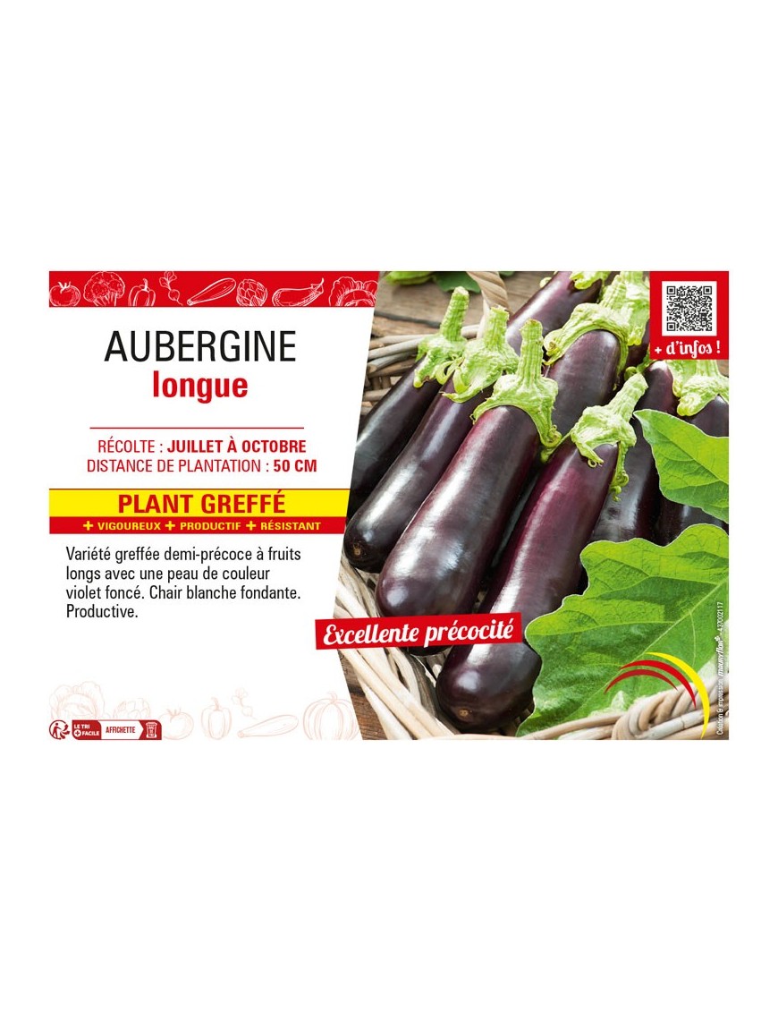 AUBERGINE LONGUE Plant greffé