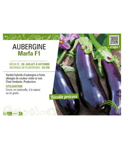 AUBERGINE MARFA F1