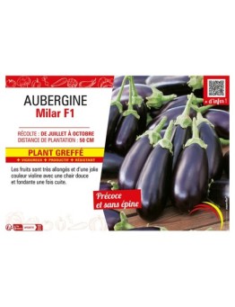 AUBERGINE MILAR F1 Plant greffé