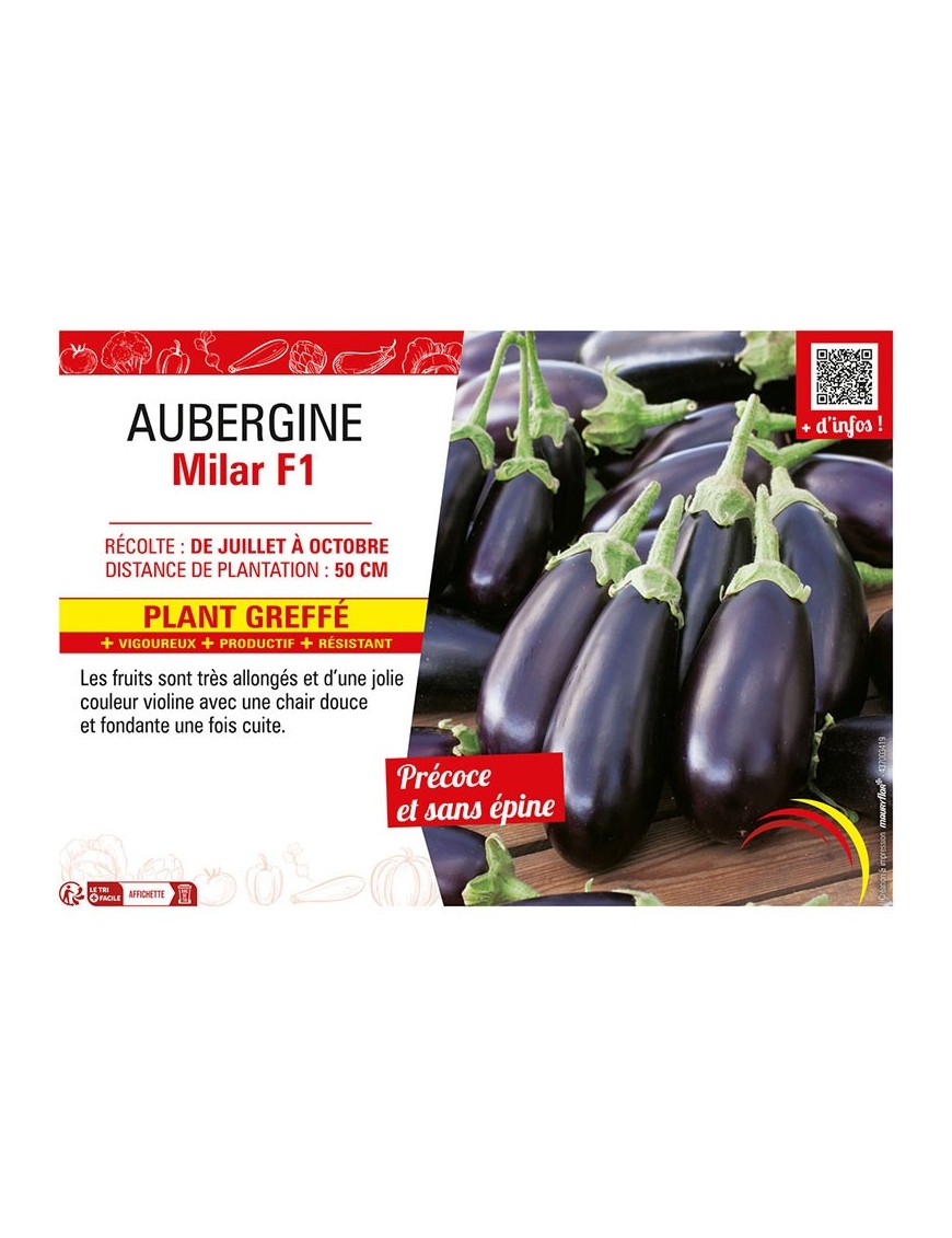 AUBERGINE MILAR F1 Plant greffé