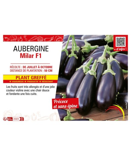 AUBERGINE MILAR F1 Plant greffé