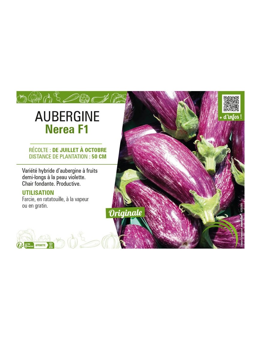 AUBERGINE NEREA F1