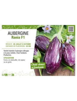 AUBERGINE RANIA F1