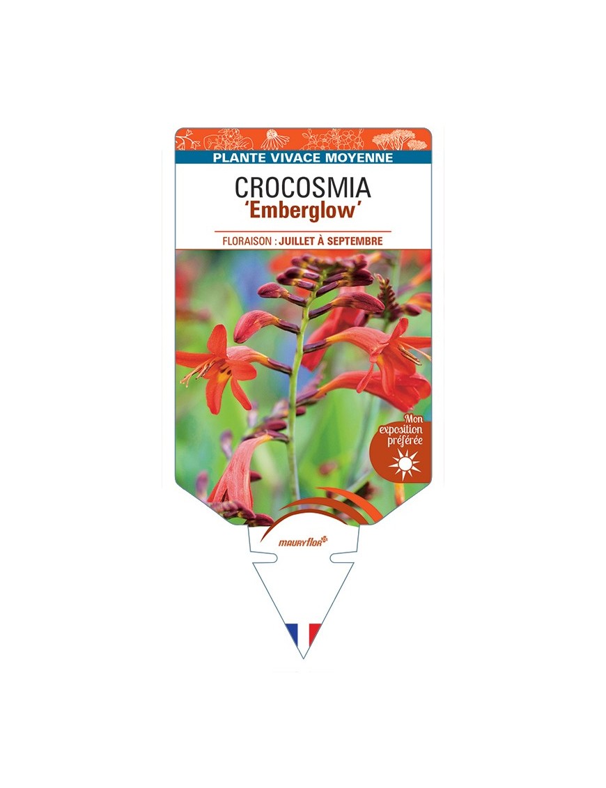 CROCOSMIA (crocosmiiflora) Emberglow