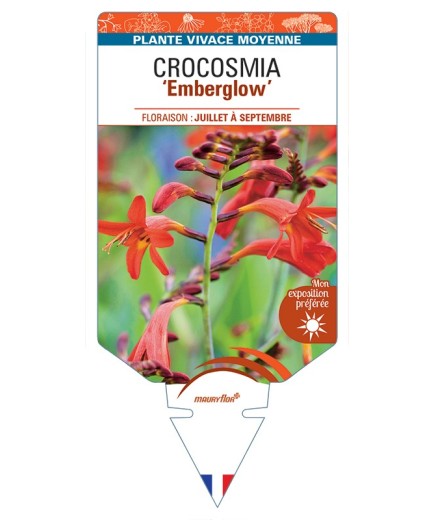CROCOSMIA (crocosmiiflora) Emberglow