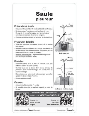 Saule pleureur