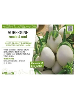 AUBERGINE RONDE À ŒUF