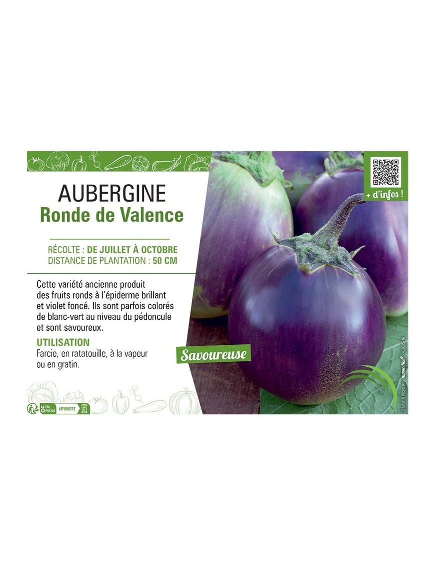 AUBERGINE RONDE de VALENCE