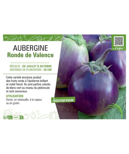 AUBERGINE RONDE de VALENCE