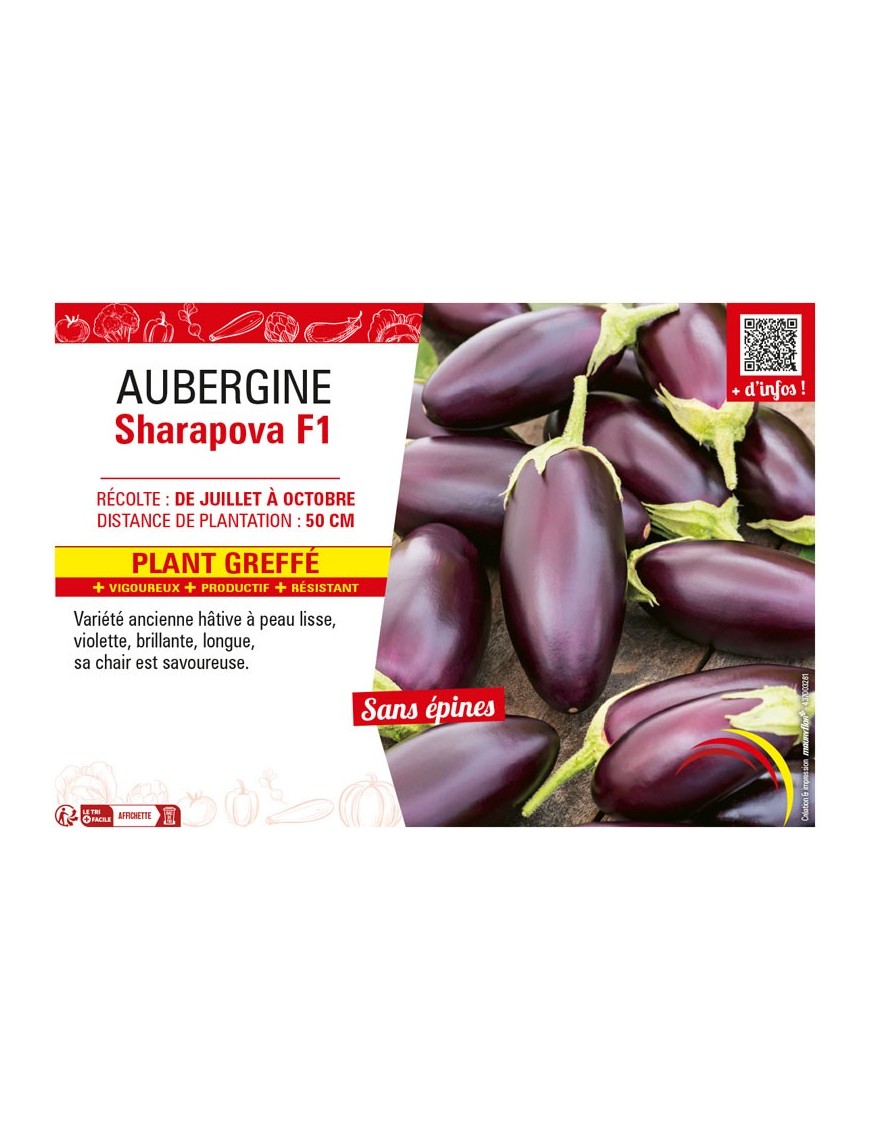 AUBERGINE SHARAPOVA F1 Plant greffé
