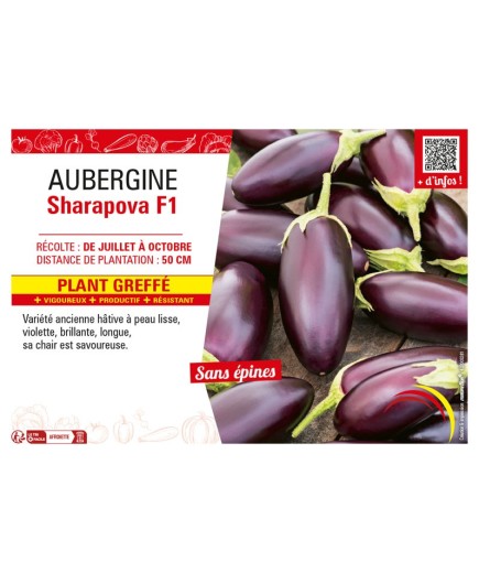 AUBERGINE SHARAPOVA F1 Plant greffé