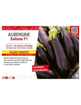 AUBERGINE SULTANE F1 Plant greffé