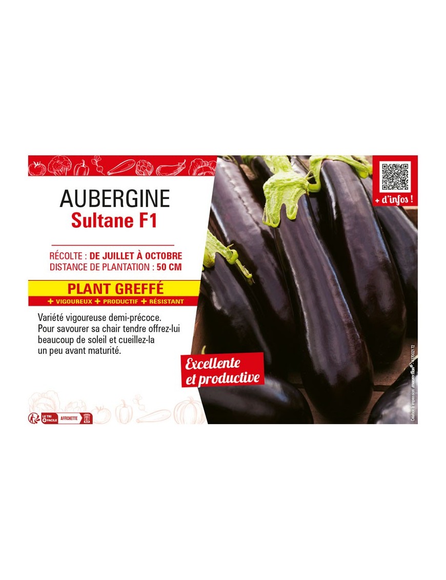AUBERGINE SULTANE F1 Plant greffé