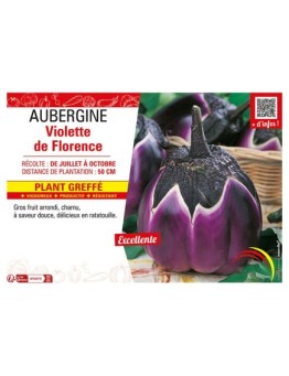 AUBERGINE VIOLETTE DE FLORENCE Plant greffé