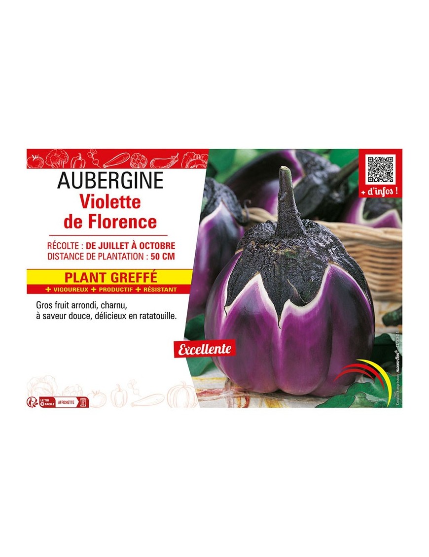 AUBERGINE VIOLETTE DE FLORENCE Plant greffé