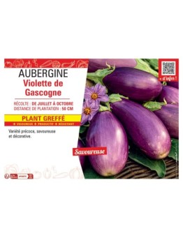 AUBERGINE VIOLETTE DE GASCOGNE Plant greffé