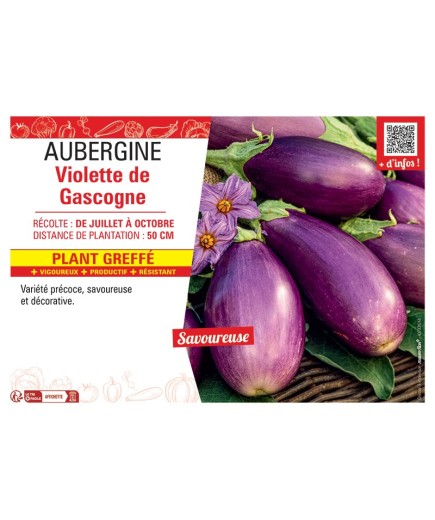 AUBERGINE VIOLETTE DE GASCOGNE Plant greffé