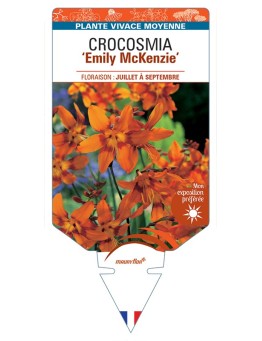CROCOSMIA (crocosmiiflora) Emily McKenzie