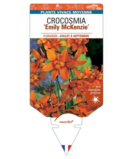 CROCOSMIA (crocosmiiflora) Emily McKenzie