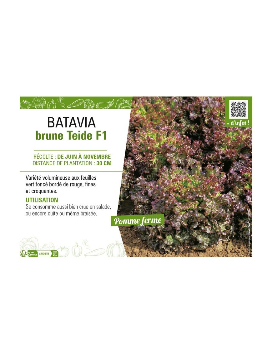 BATAVIA brune Teide F1
