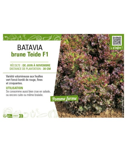 BATAVIA brune Teide F1