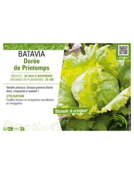 BATAVIA DORÉE DE PRINTEMPS