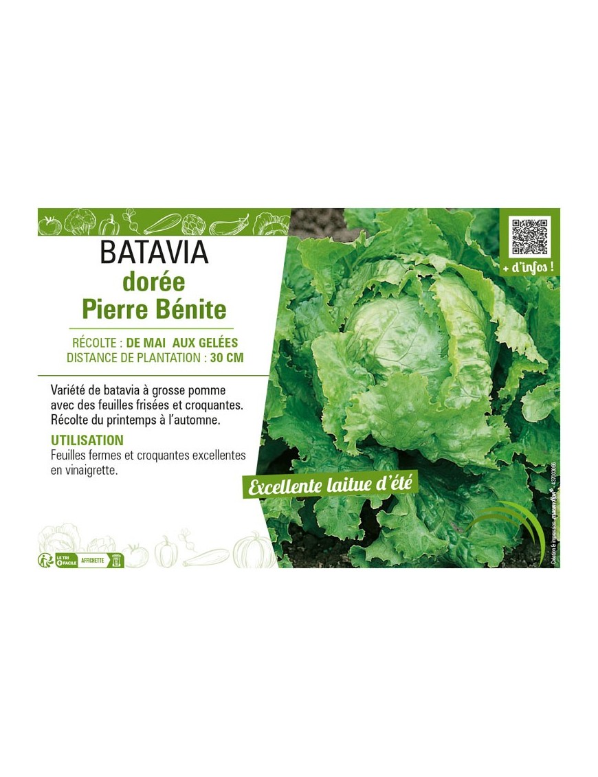 BATAVIA DORÉE PIERRE BÉNITE