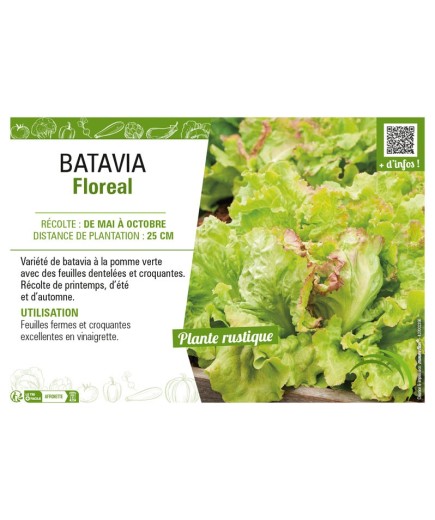BATAVIA FLOREAL