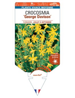 CROCOSMIA (crocosmiiflora) George Davison