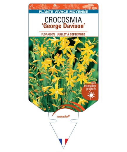 CROCOSMIA (crocosmiiflora) George Davison