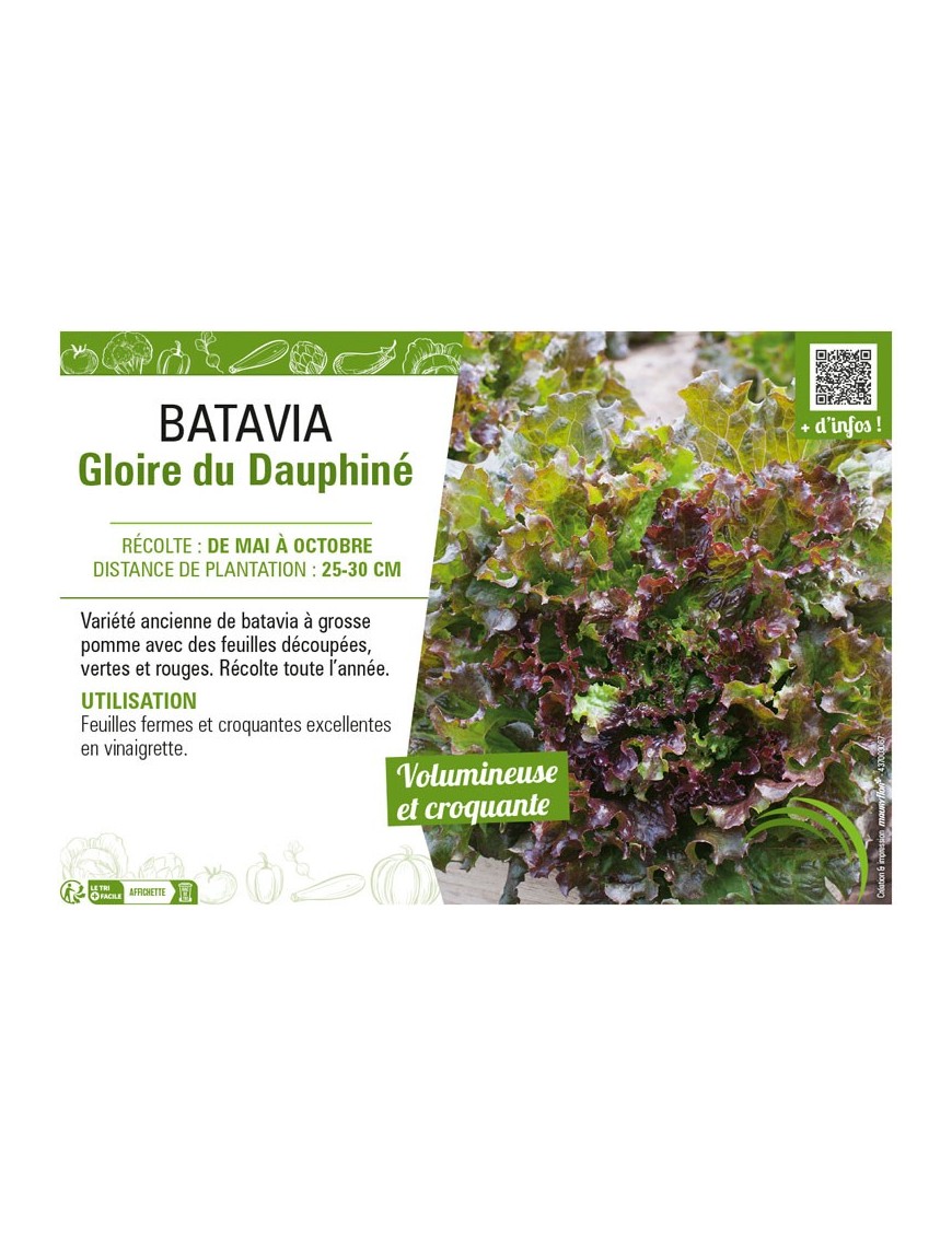 BATAVIA GLOIRE DU DAUPHINÉ