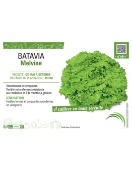 BATAVIA MELVINE