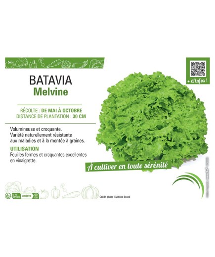 BATAVIA MELVINE