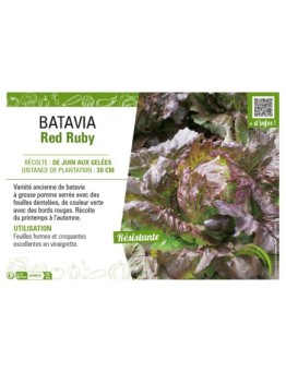 BATAVIA RED RUBY