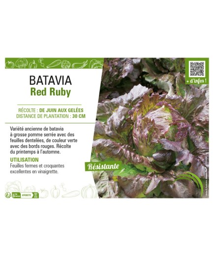 BATAVIA RED RUBY