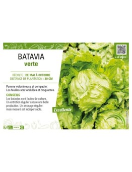 BATAVIA VERTE