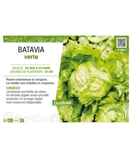 BATAVIA VERTE