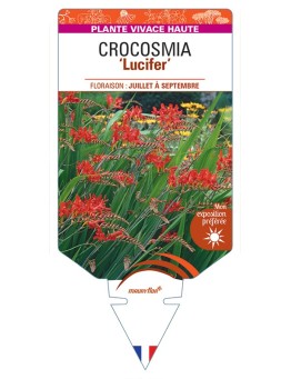 CROCOSMIA (crocosmiiflora) Lucifer