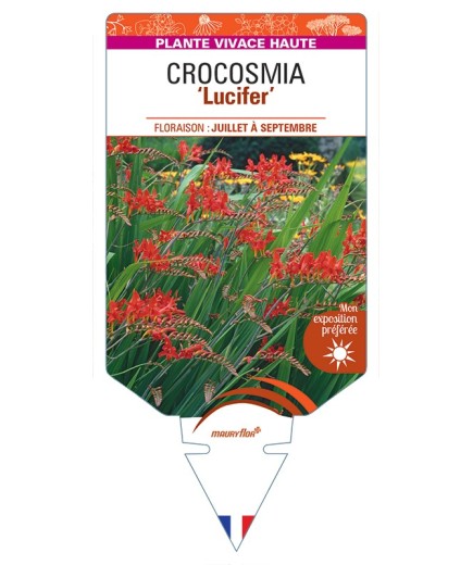 CROCOSMIA (crocosmiiflora) Lucifer