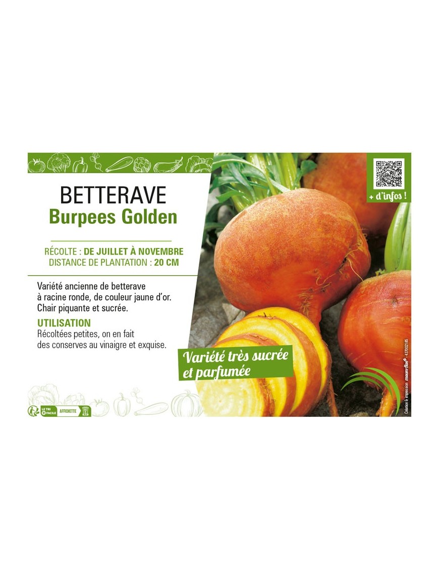 BETTERAVE BURPEES GOLDEN